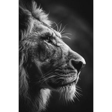 Black and White Lion Canvas